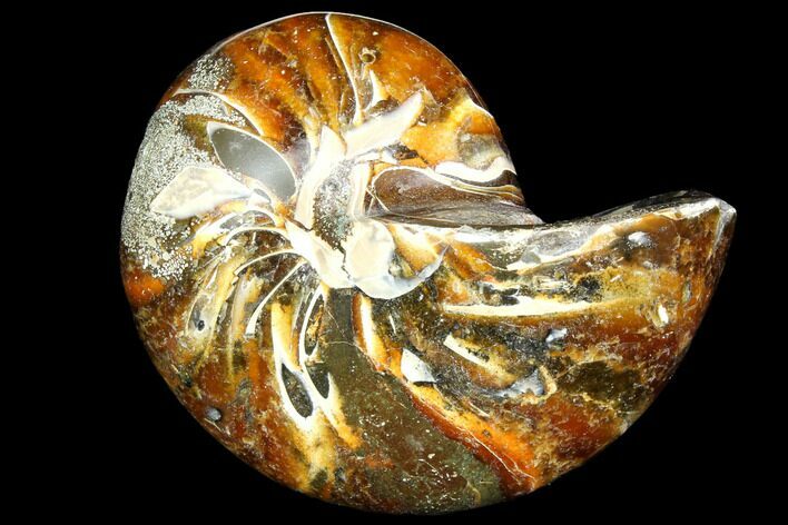 Polished Fossil Nautilus - Madagascar #113540